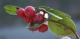 Herbal Remedies For Colon Cancer 